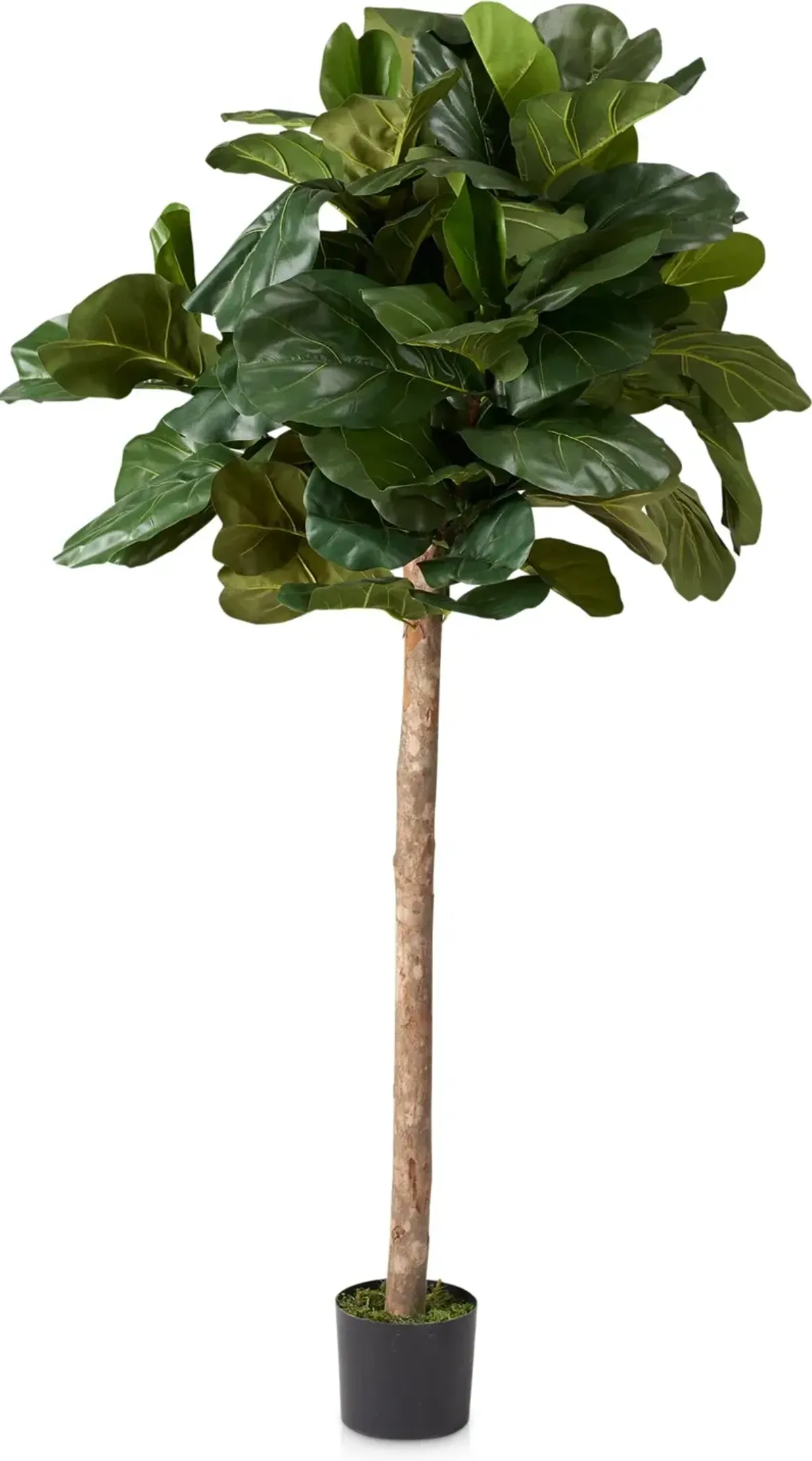 Faux 6' Round Fiddle Leaf Fig Tree