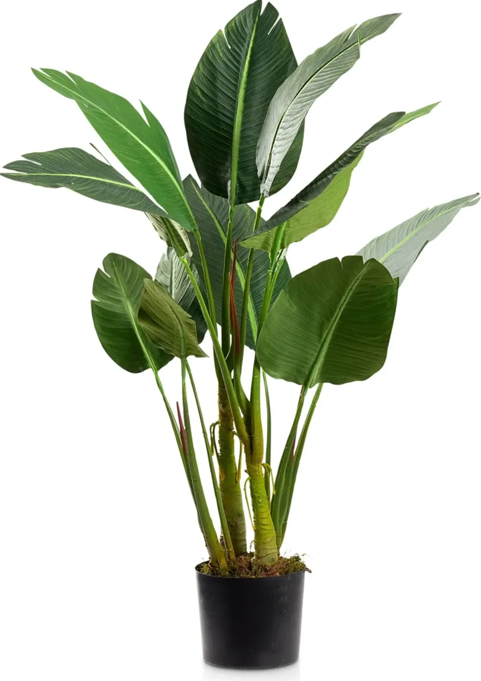 Faux Bird of Paradise Plant