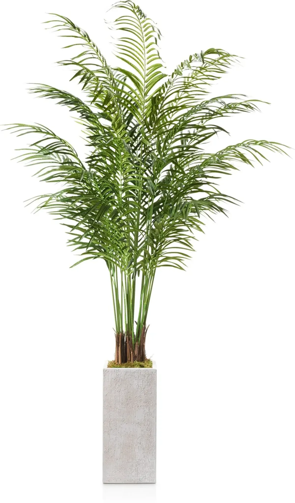 Faux 7.5' Areca Palm Plant with White Sanibel Planter - Medium