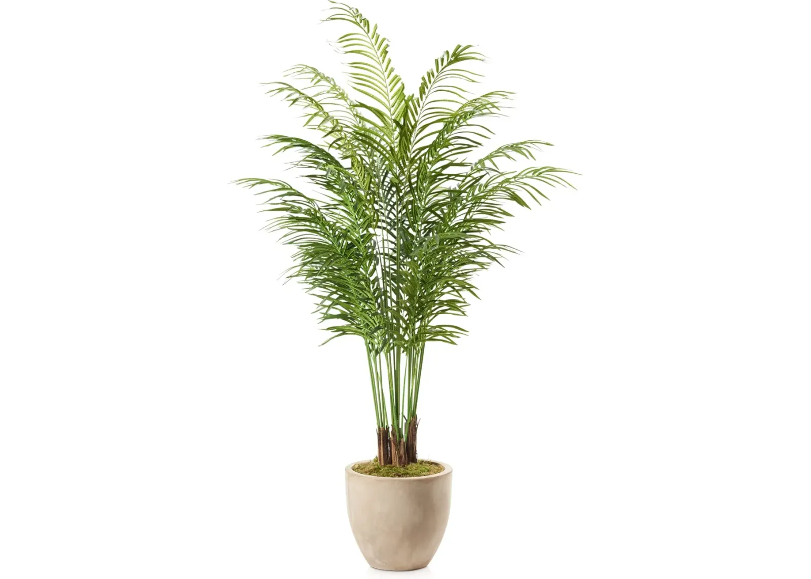 Faux 7' Areca Palm Plant with Sandstone Planter - Medium