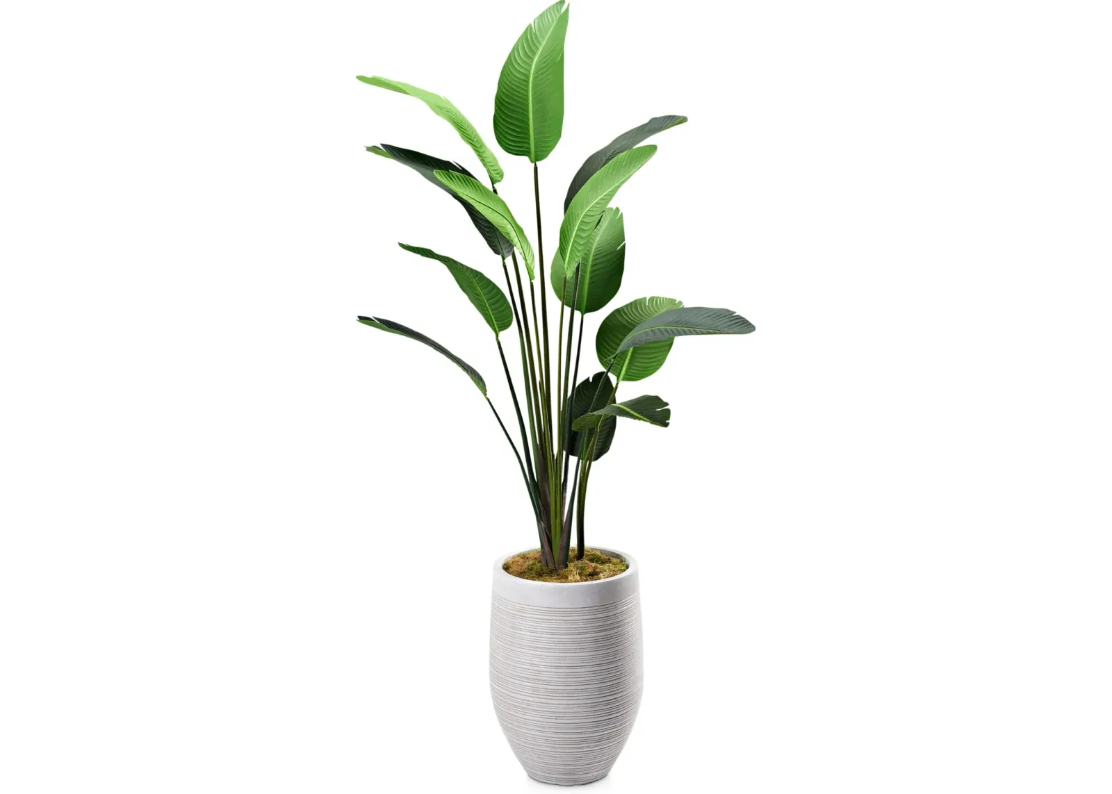 Faux 7.5' Travellers Palm Tree with Laurel Planter - Medium