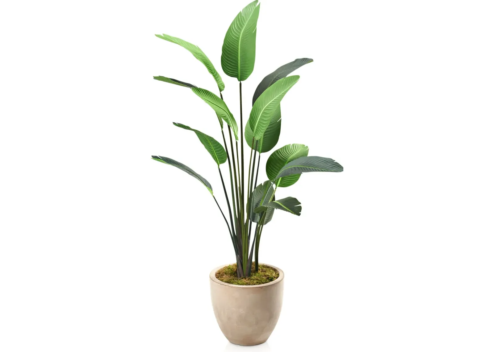 Faux 7' Travellers Palm Tree with Sandstone Planter - Medium