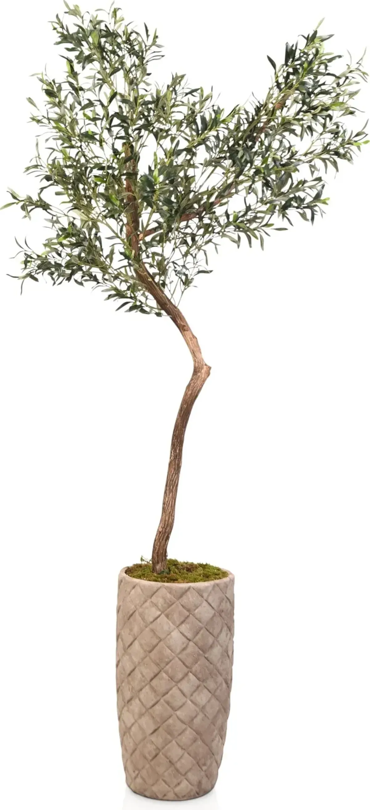 Faux 6.5' Olive Tree with Verona Terracotta Planter