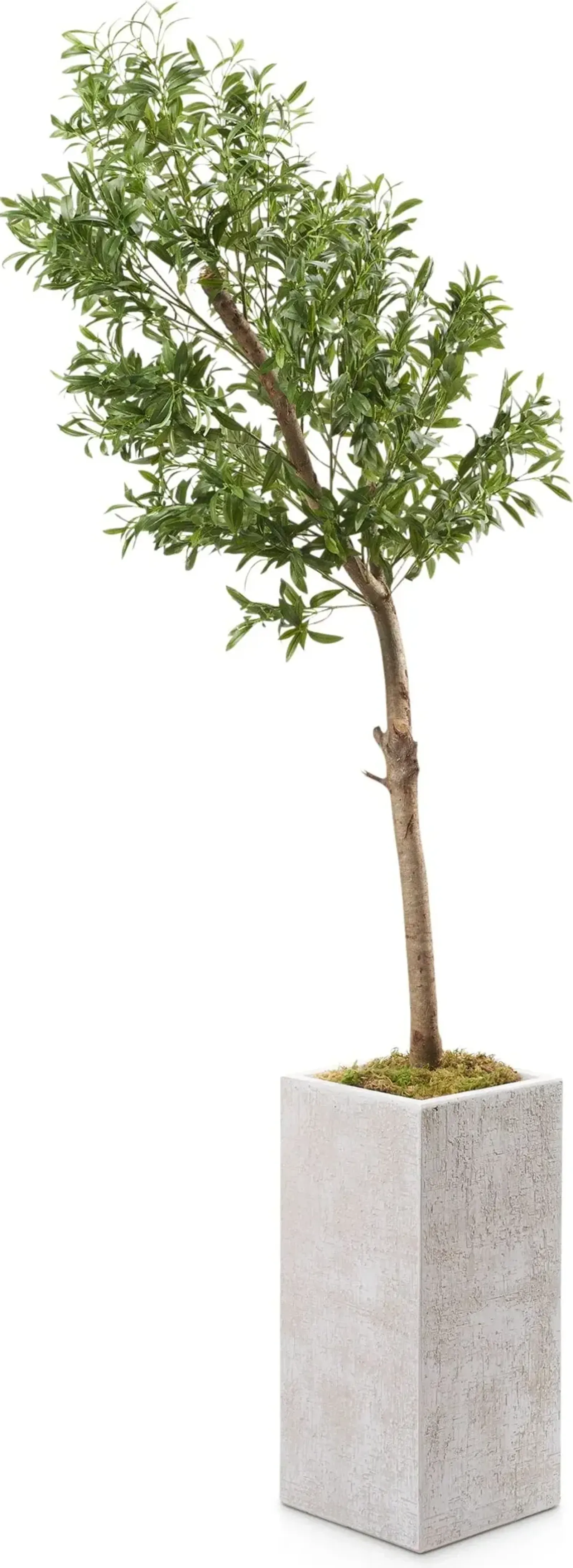 Faux 6.5' Olive Tree with White Sanibel Planter - Medium