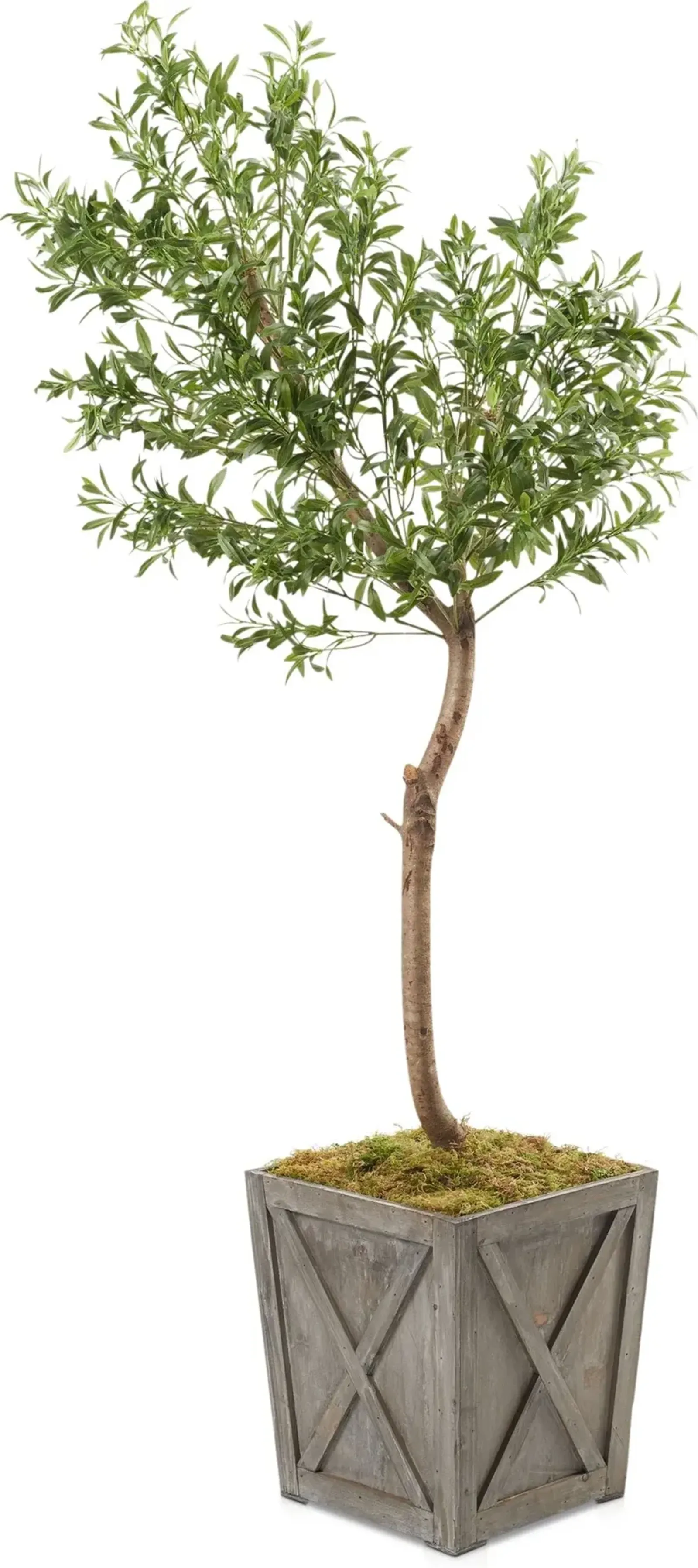 Faux 6' Olive Tree with Farmhouse Wood Planter - Medium