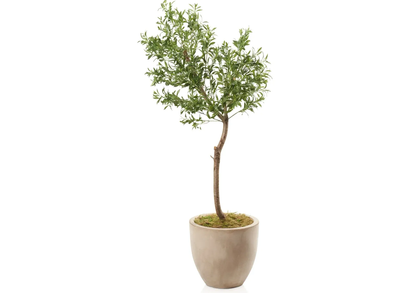 Faux 6' Olive Tree with Sandstone Planter - Medium