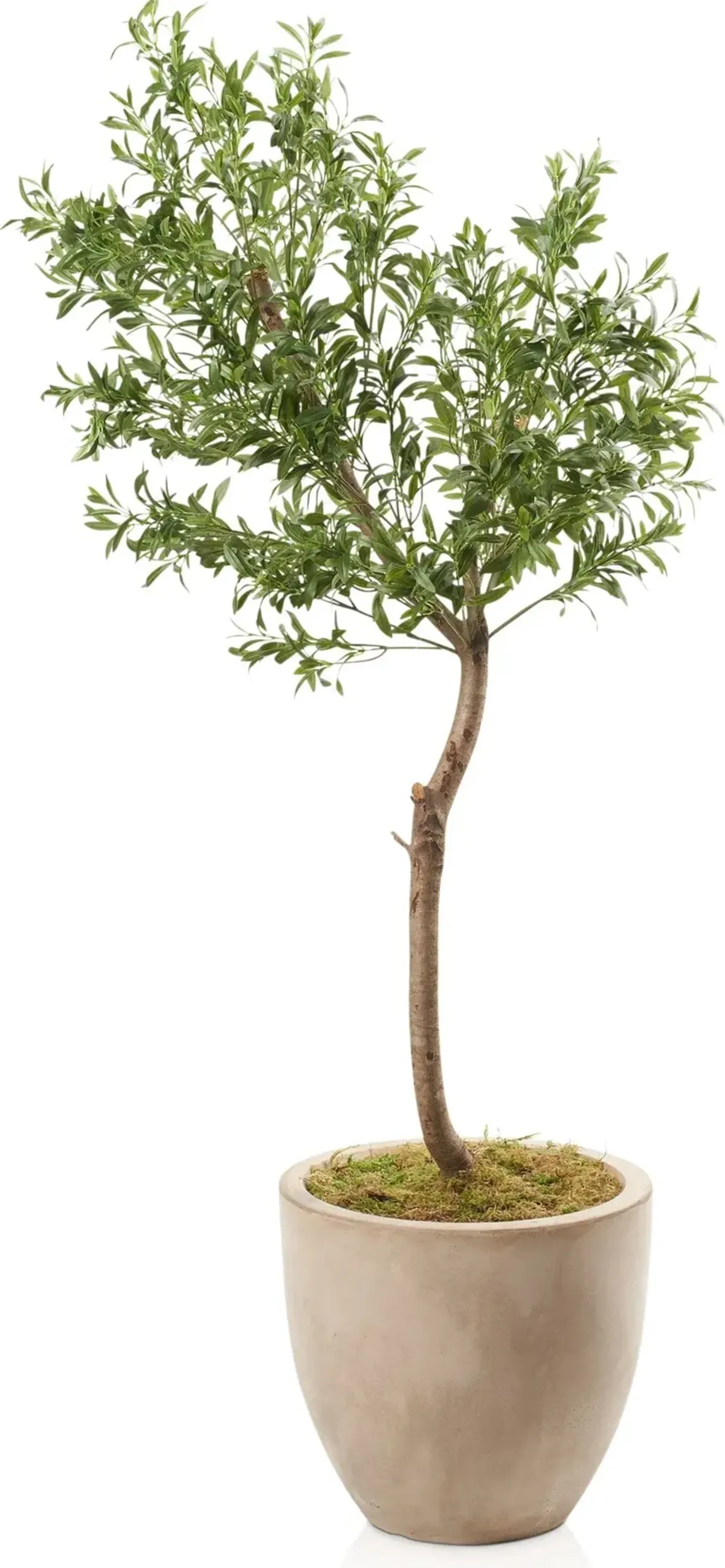 Faux 6' Olive Tree with Sandstone Planter - Medium