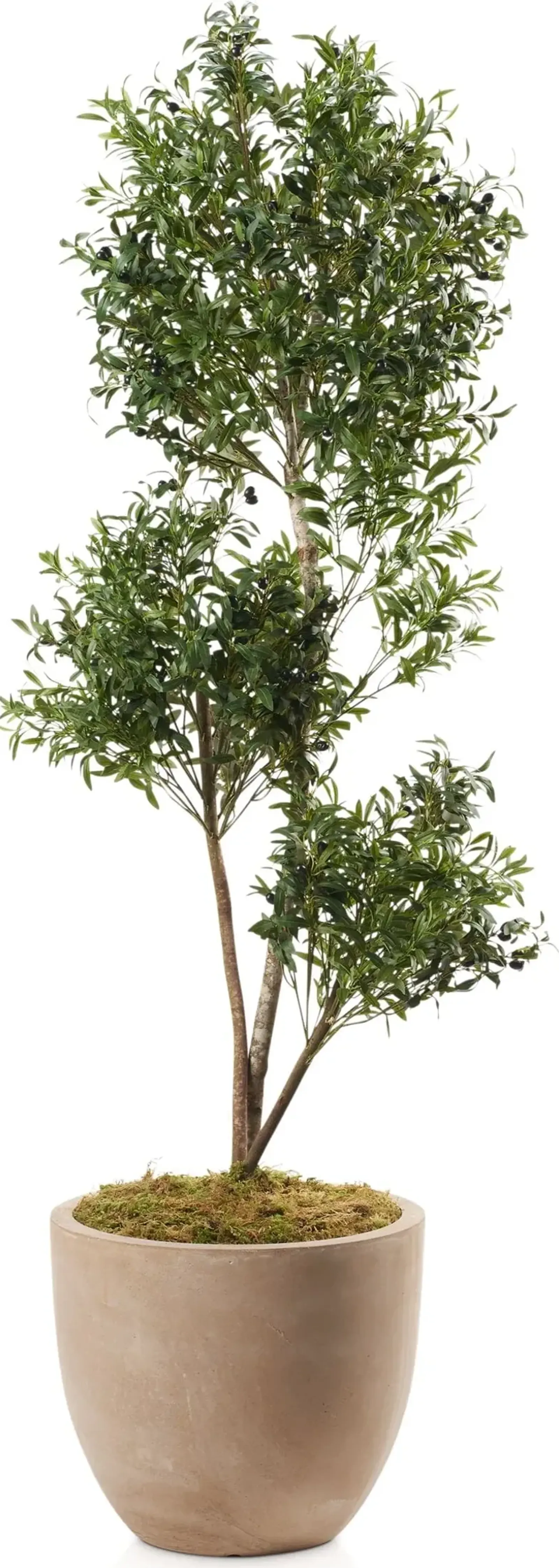 Faux 7.5' Olive Tree with Sandstone Planter - Large