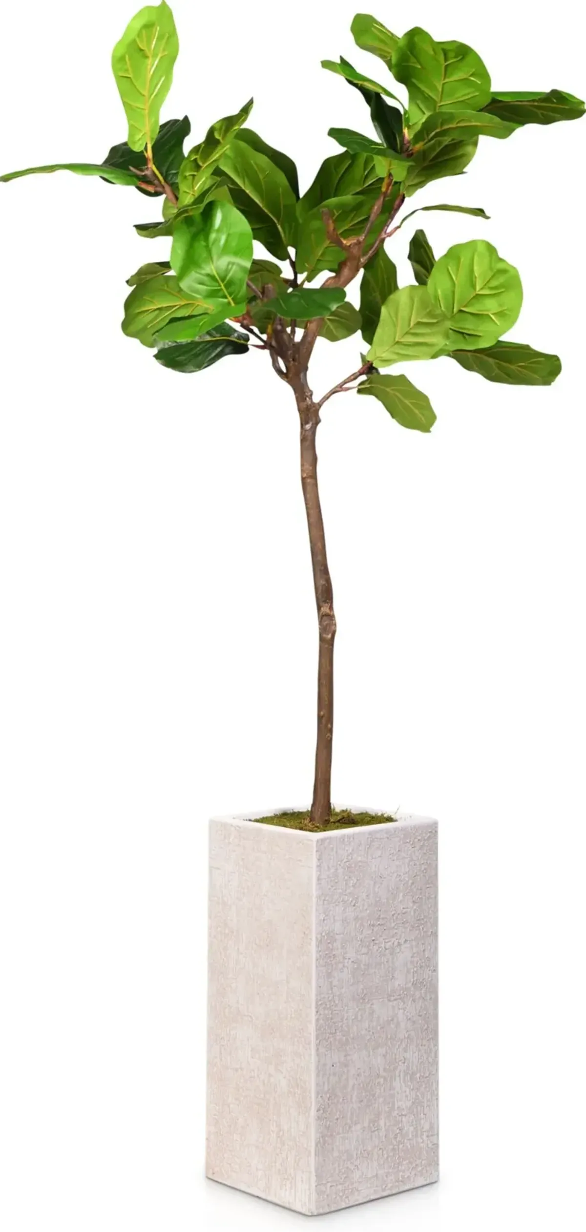 Faux 6.5' Fiddle Leaf Fig Tree with White Sanibel Planter - Medium