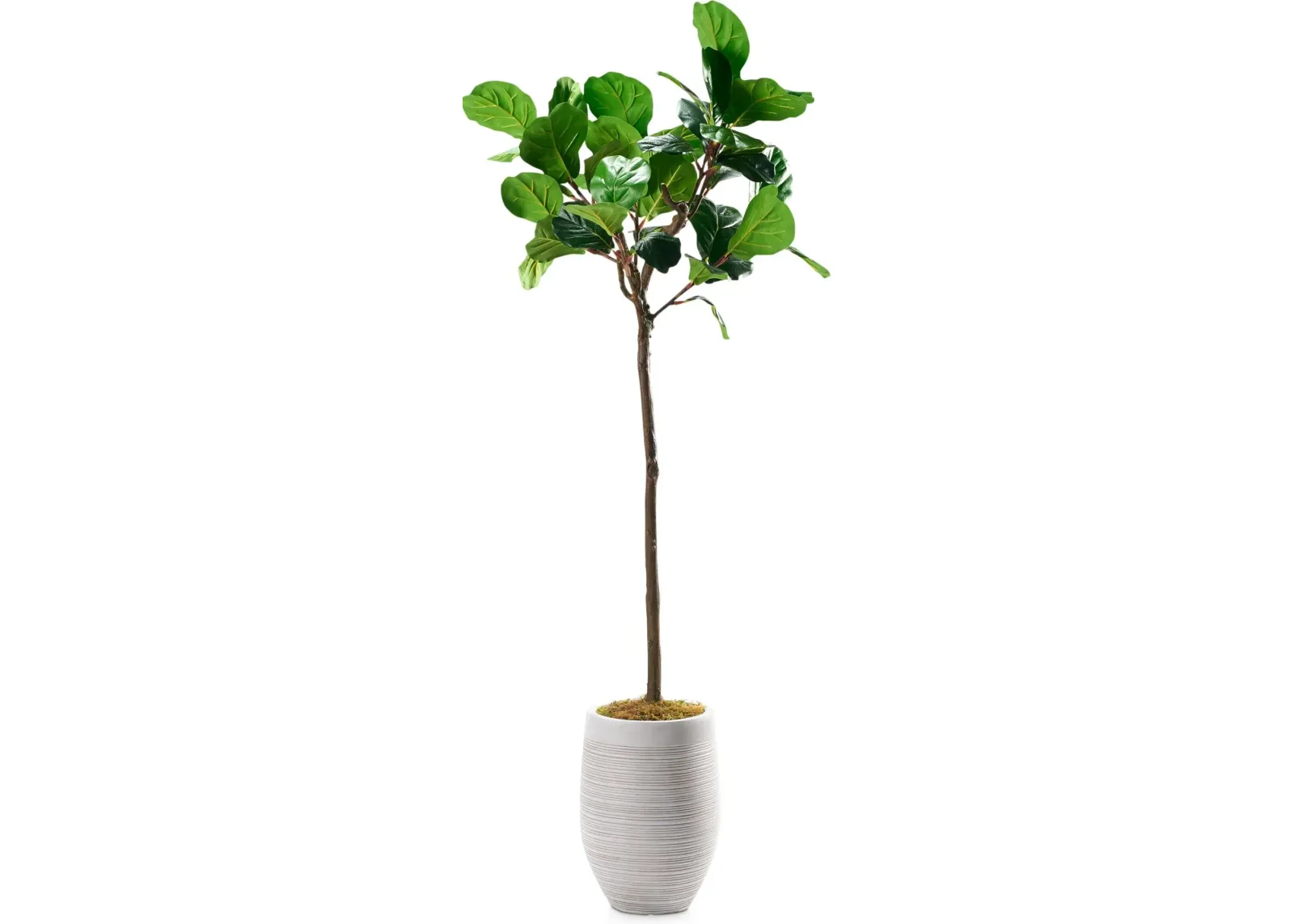 Faux 6' Fiddle Leaf Fig Tree with Laurel Planter - Small