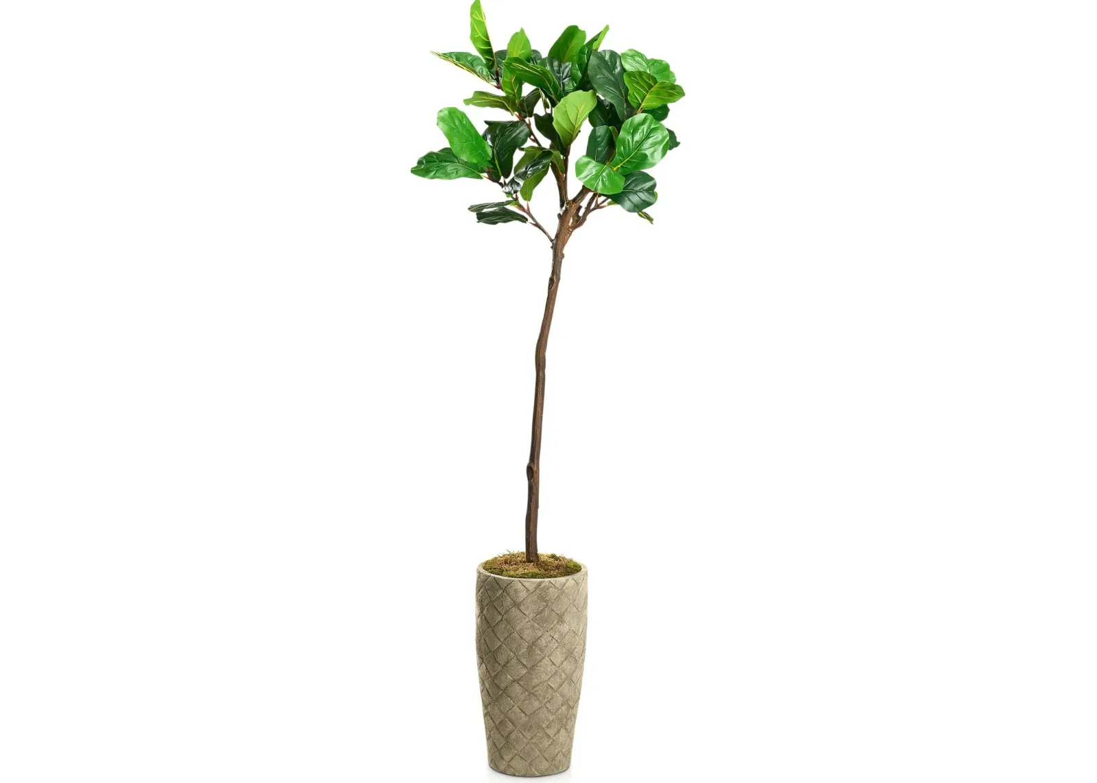 Faux 6' Fiddle Leaf Fig Tree with Verona Terracotta Planter - Medium