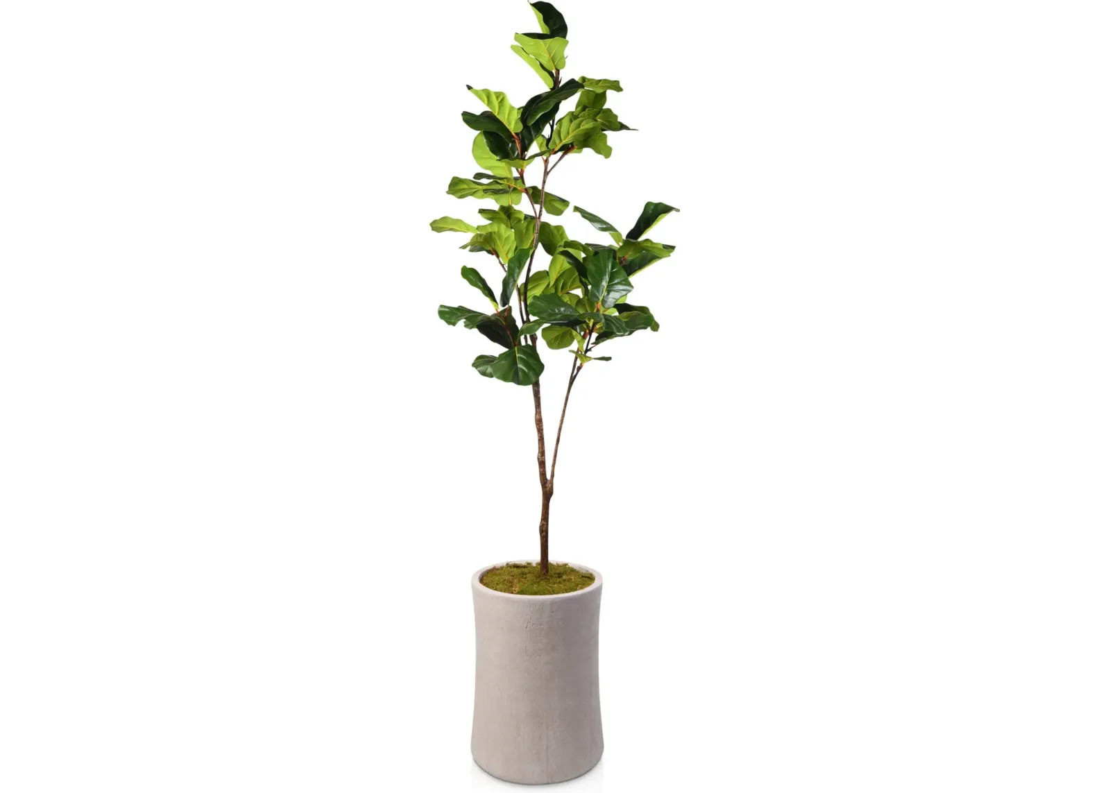 Faux 8.5' Fiddle Leaf Fig Tree with Zen Planter - Large