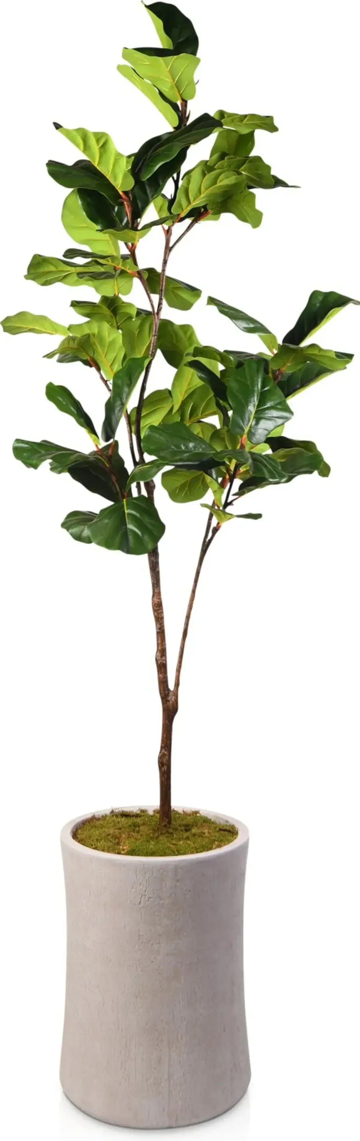 Faux 8.5' Fiddle Leaf Fig Tree with Zen Planter - Large