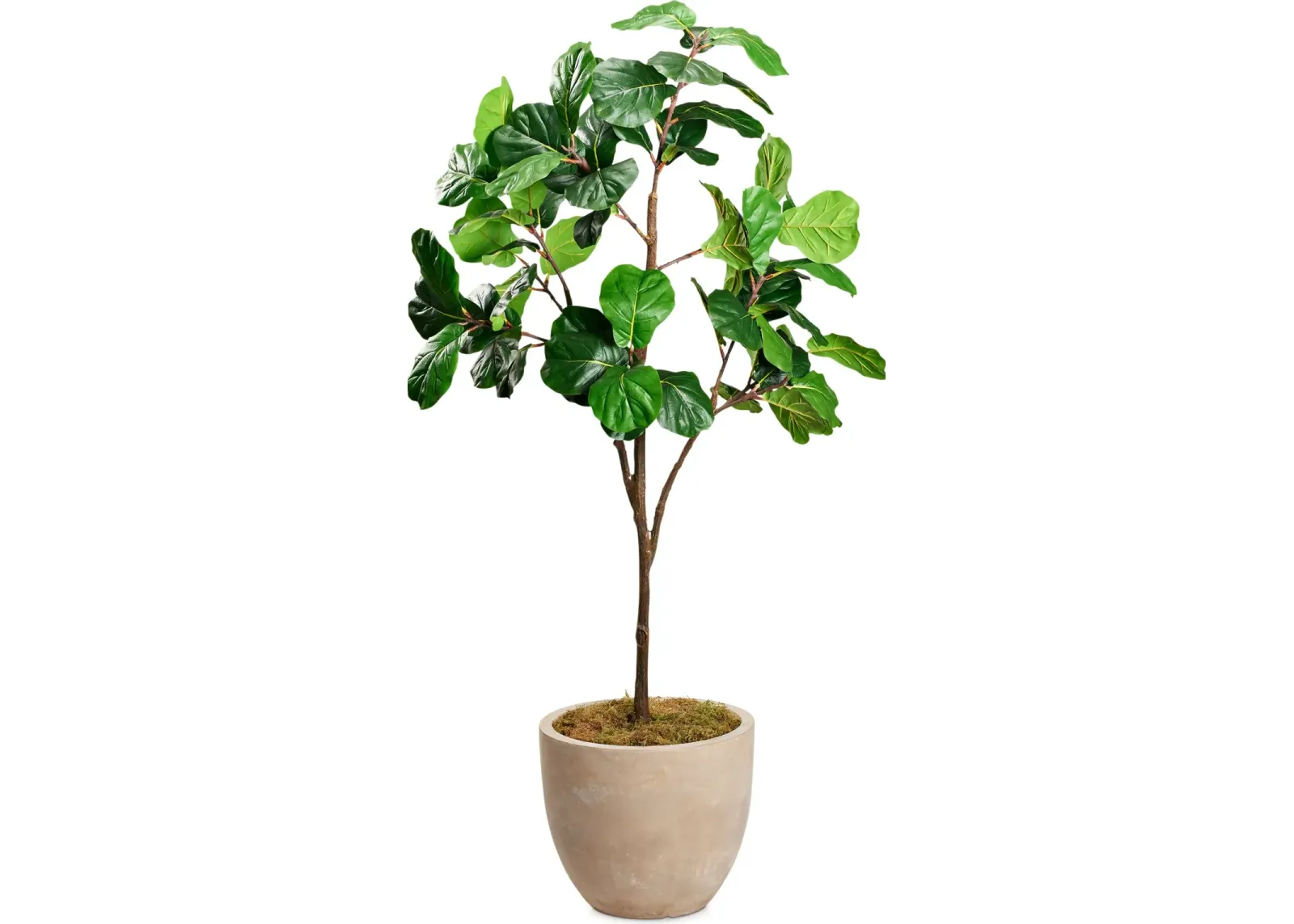 Faux 8' Fiddle Leaf Fig Tree with Sandstone Planter - Large