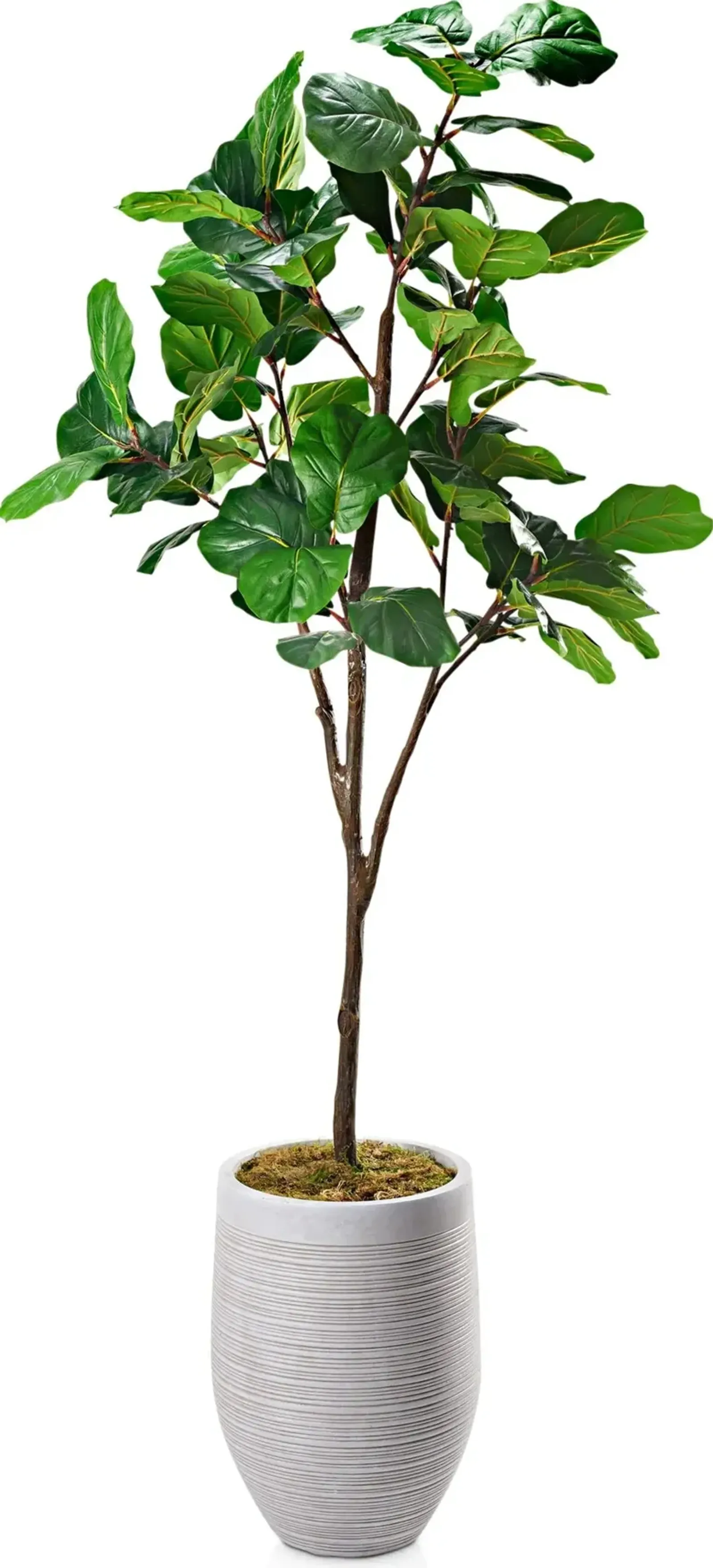 Faux 8.5' Fiddle Leaf Fig Tree with Laurel Planter - Large