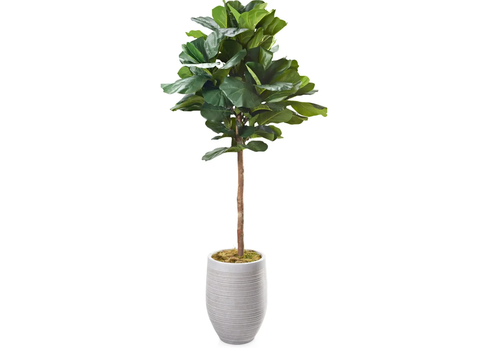 Faux Round Fiddle Leaf Fig Tree with Laurel Planter - Large