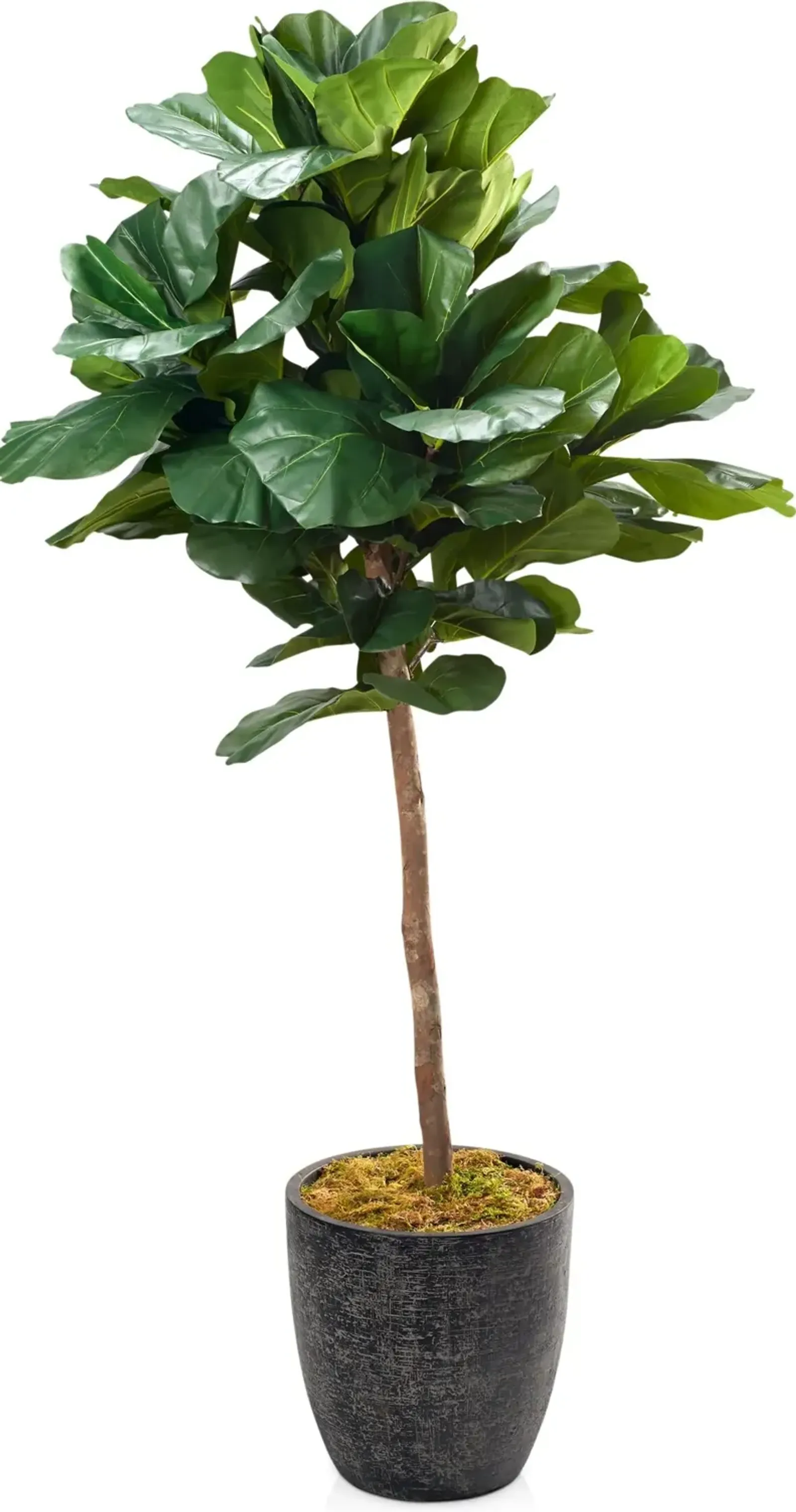 Faux 7' Round Fiddle Leaf Fig Tree with Summit Planter - Large