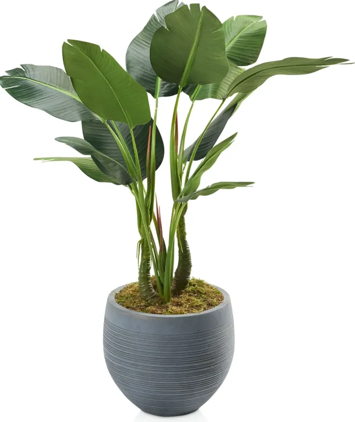 Faux 4.5' Bird of Paradise Plant with Joel Planter - Large