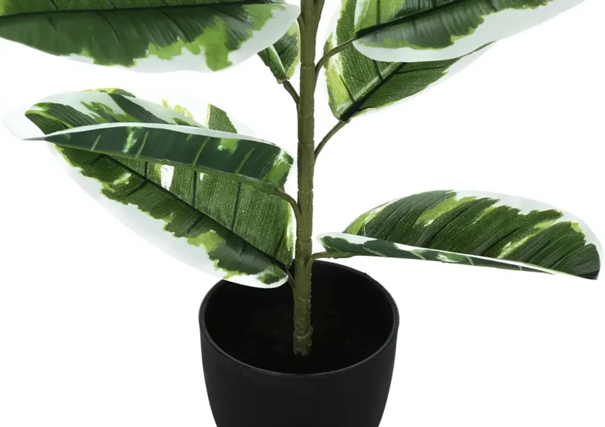 Faux 2' Rubber Tree with Black Planter