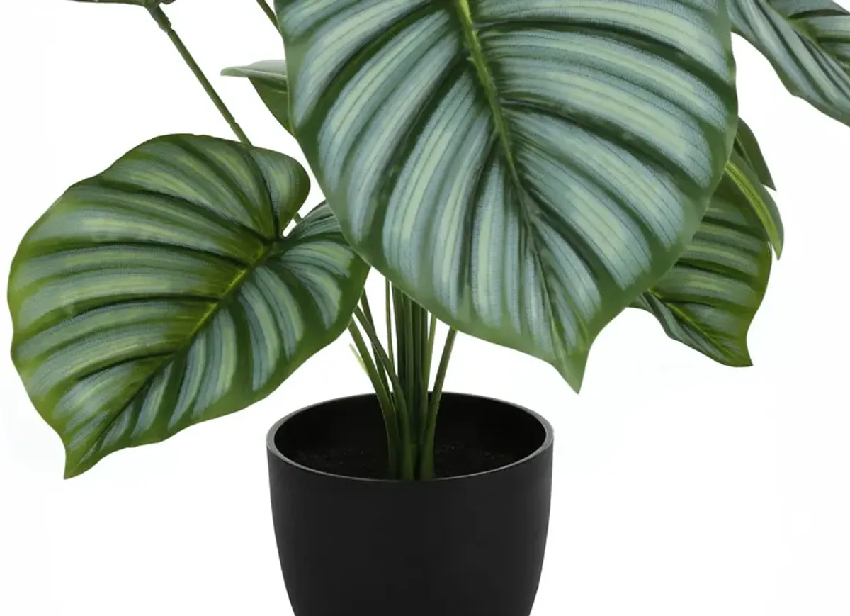 Faux 2' Calathea with Black Planter