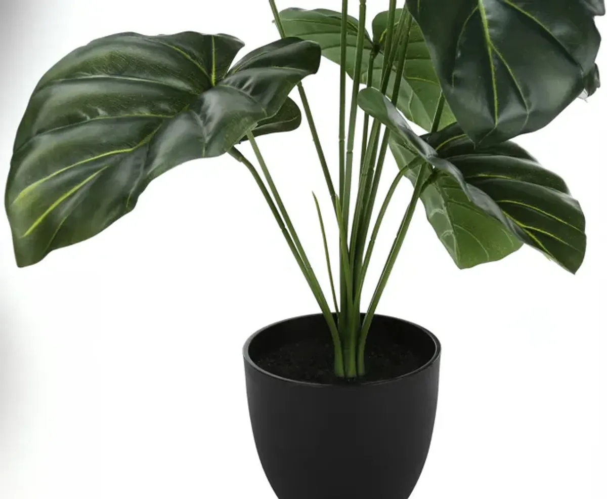 Faux 2' Alocasia with Black Planter