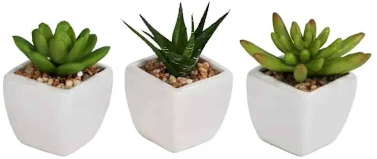 3-Piece Assorted Succulents with White Planter, 3"