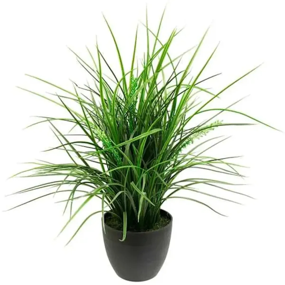 Grass Plant with Black Planter, 20"
