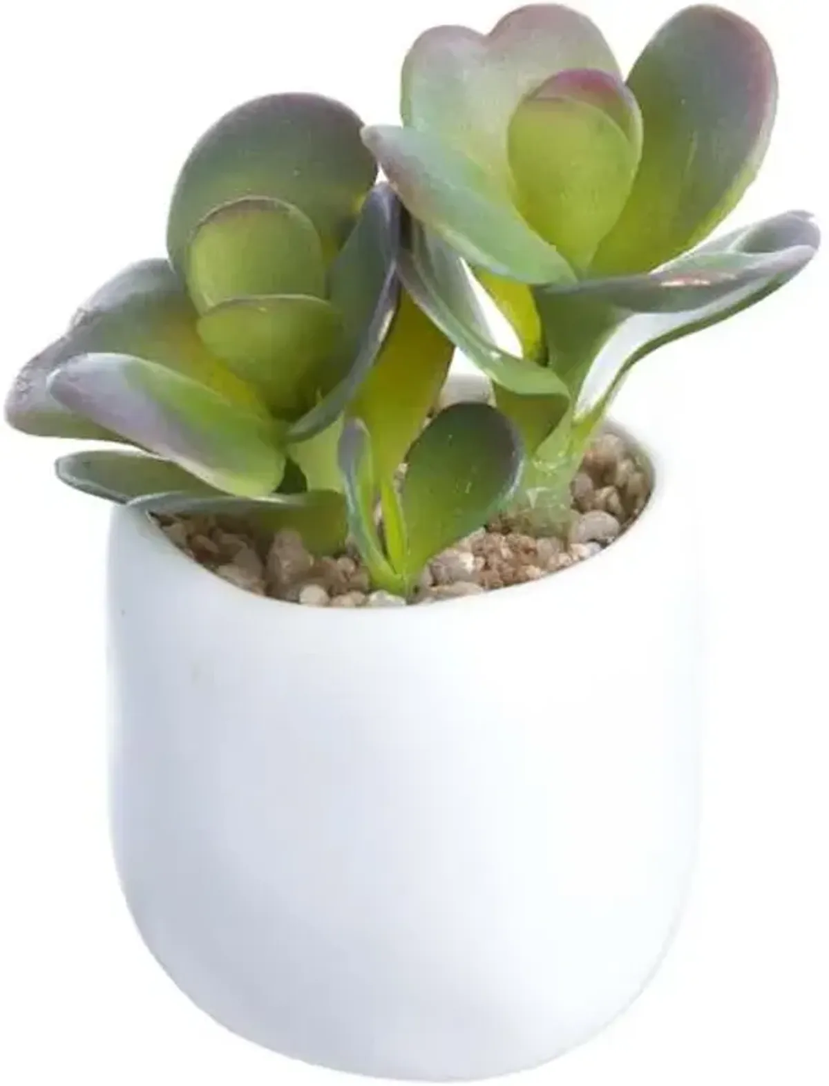 Aloe with White Ceramic Planter, 4.5"