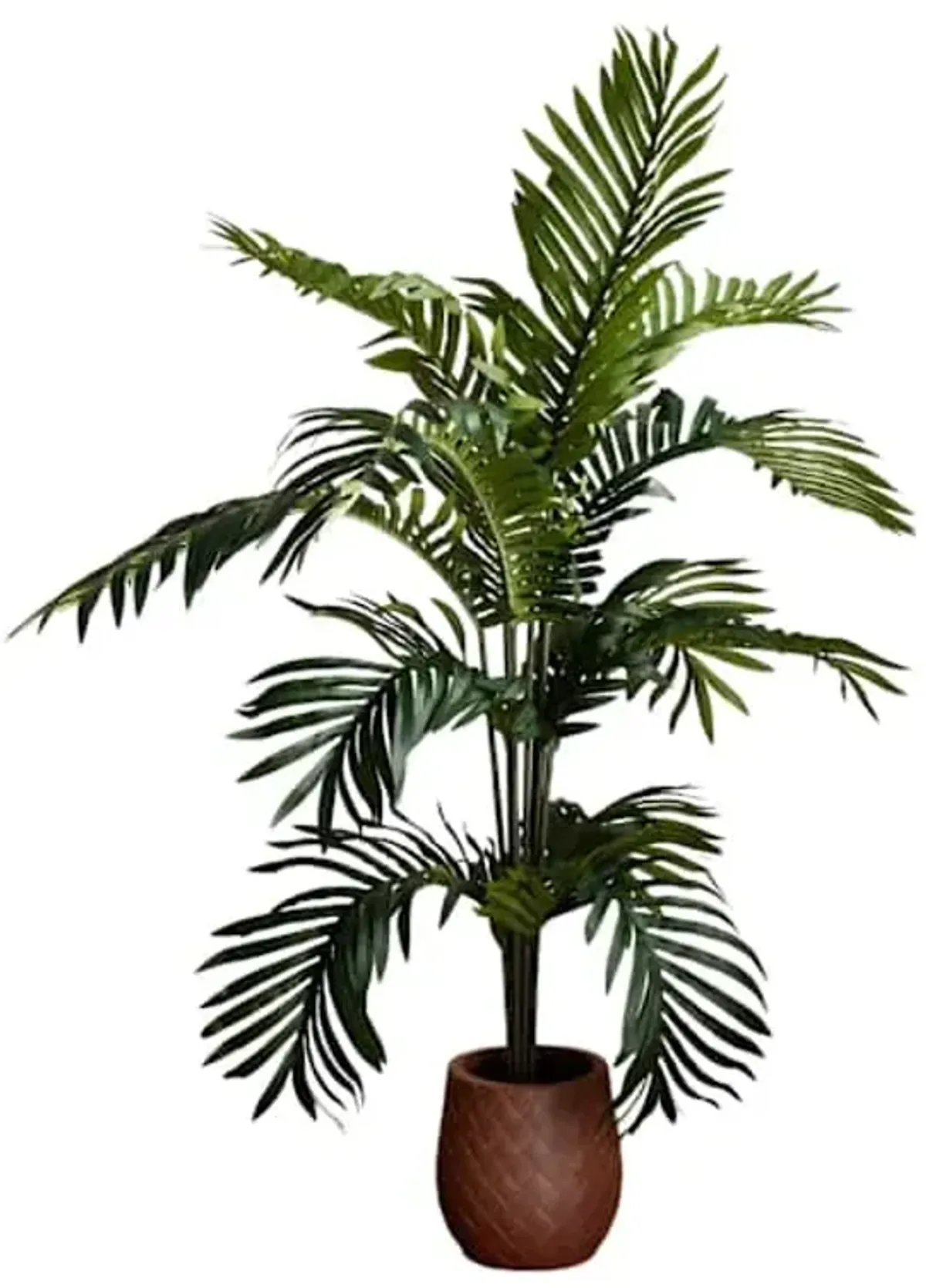 Paradise Palm in Plastic Pot, 5'