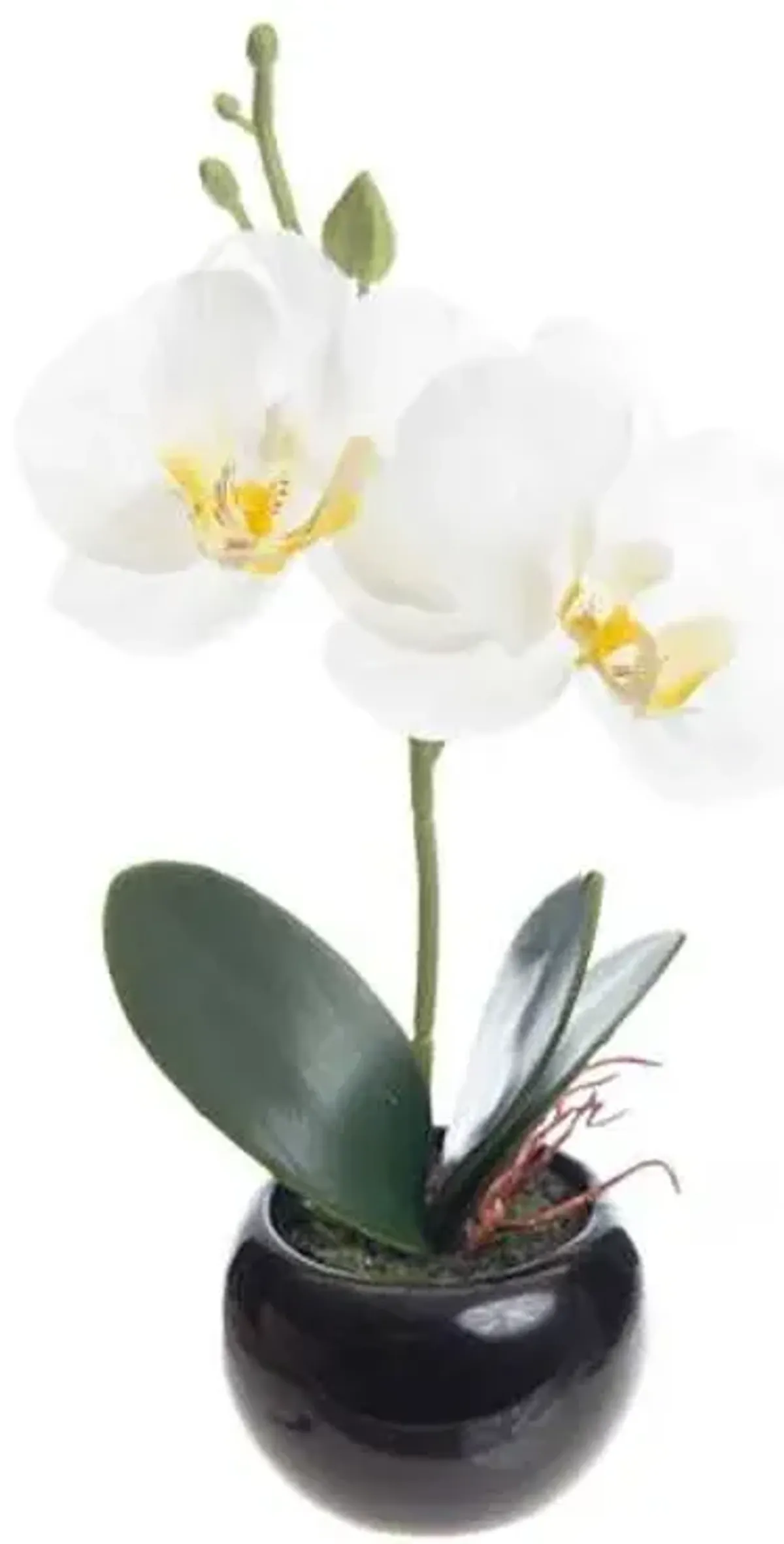White Orchid Flower with Black Planter, 8"