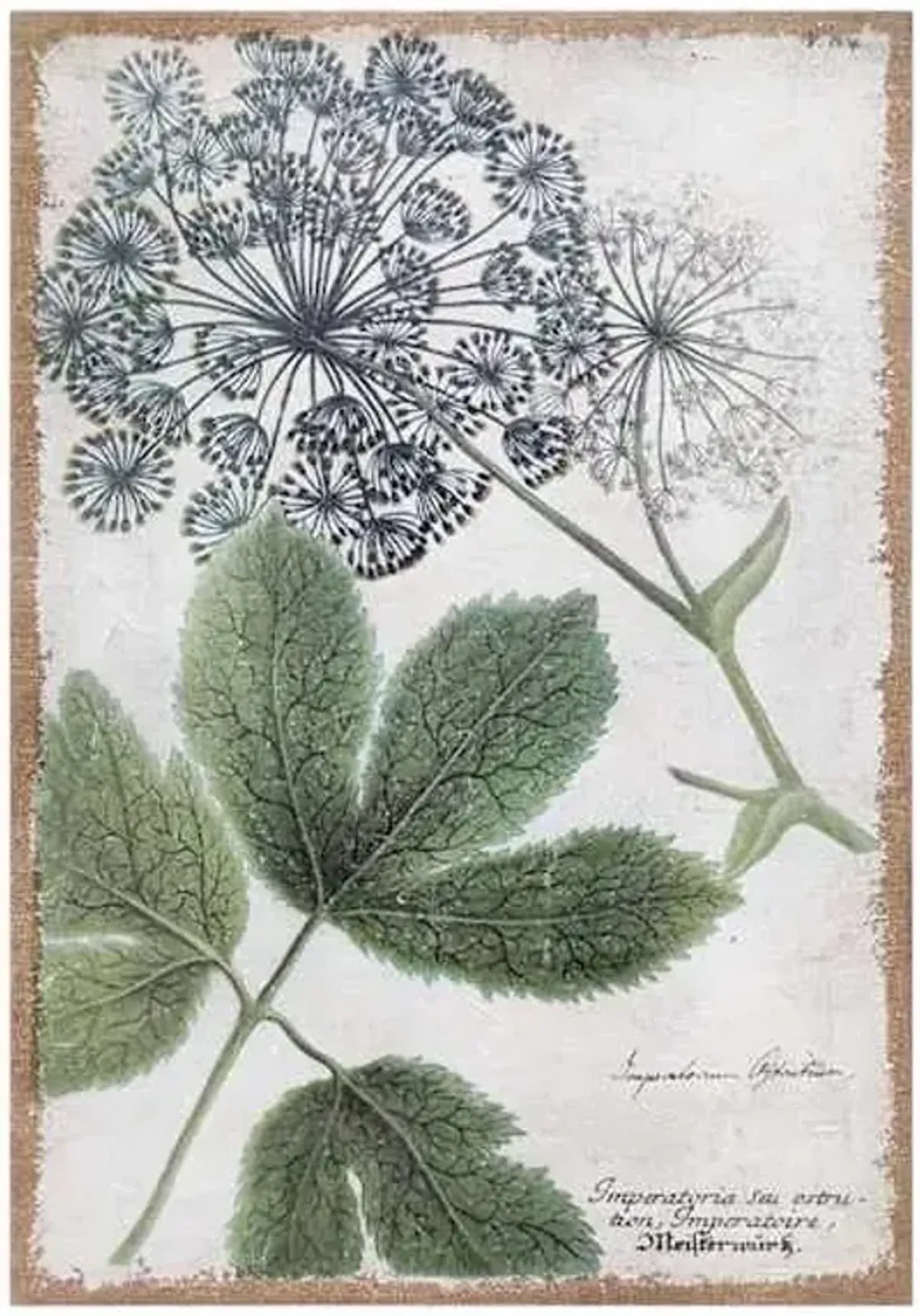 Queen Anne Lace Flower Spackled Burlap Canvas Wall Art, 16x24