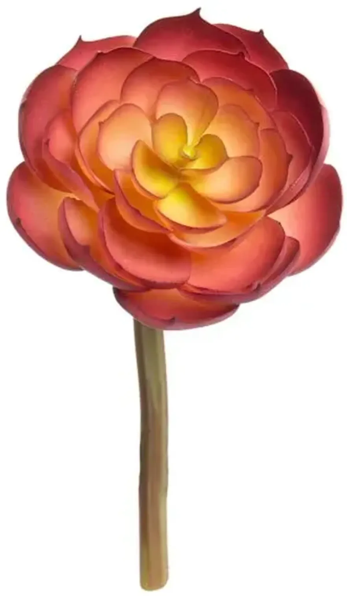 Maroon Echeveria Pick, 6"