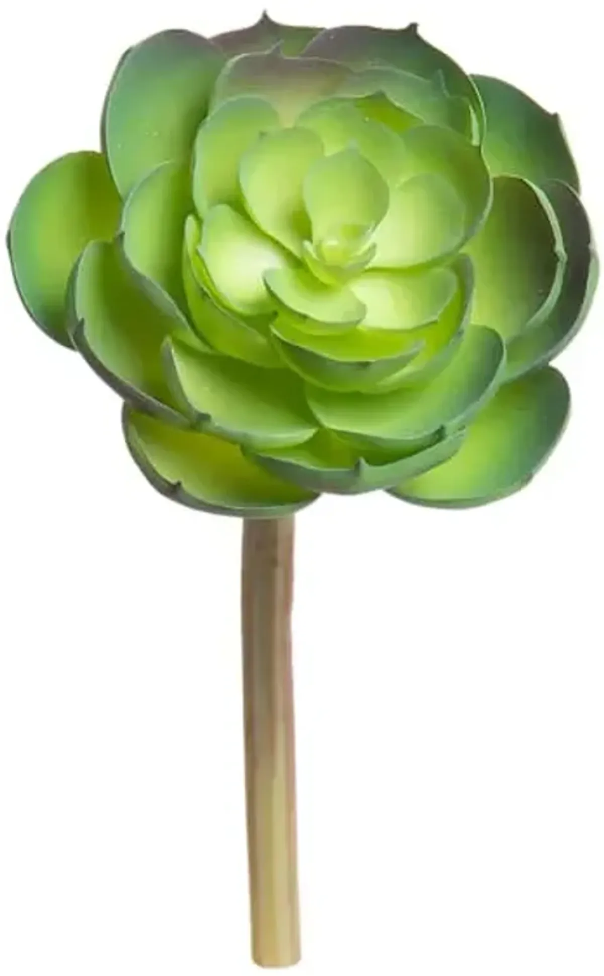 Green Echeveria Pick, 6"