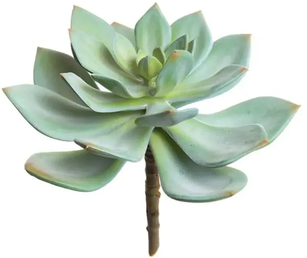 Green Echeveria Pick, 6.5"