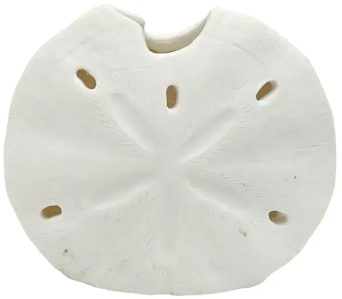Sand Dollar, 4"