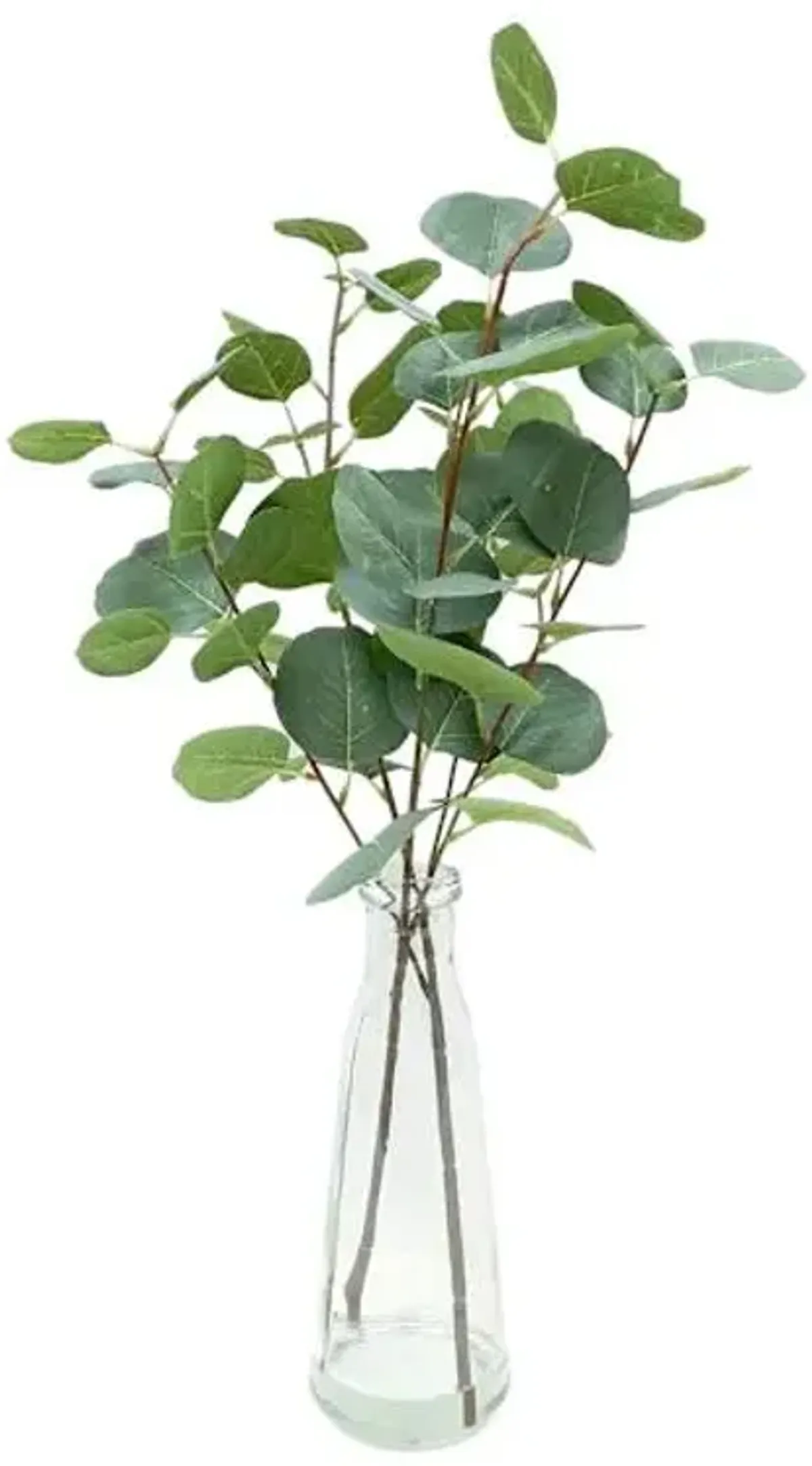 Eucalyptus Water Garden in Vase, 20"