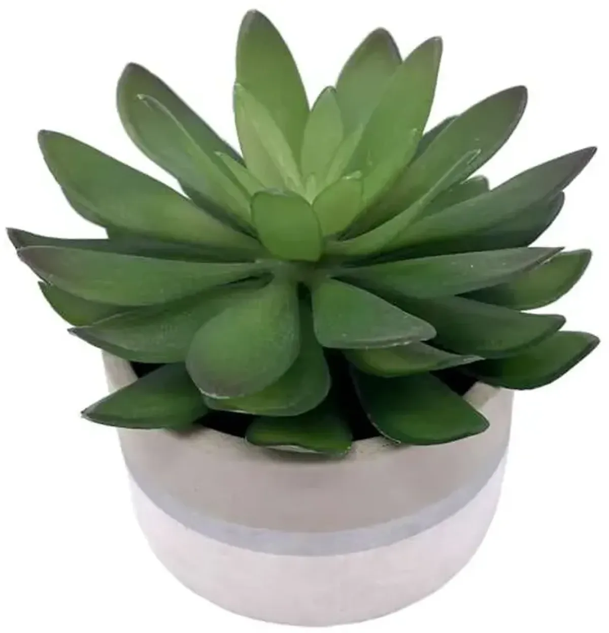 Succulent with White Ceramic Planter, 4"