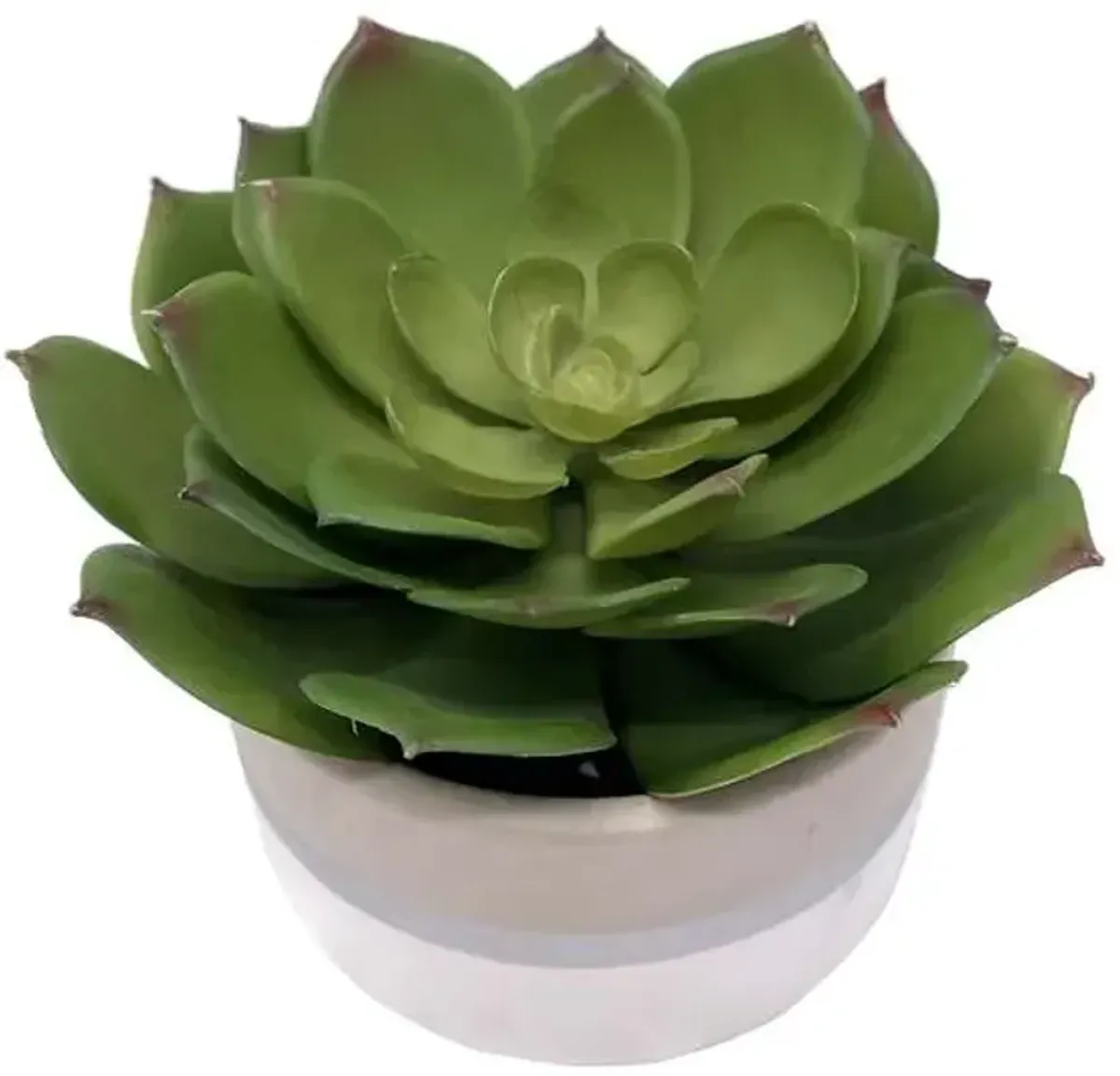 Succulent Lotus with White Ceramic Planter, 5"