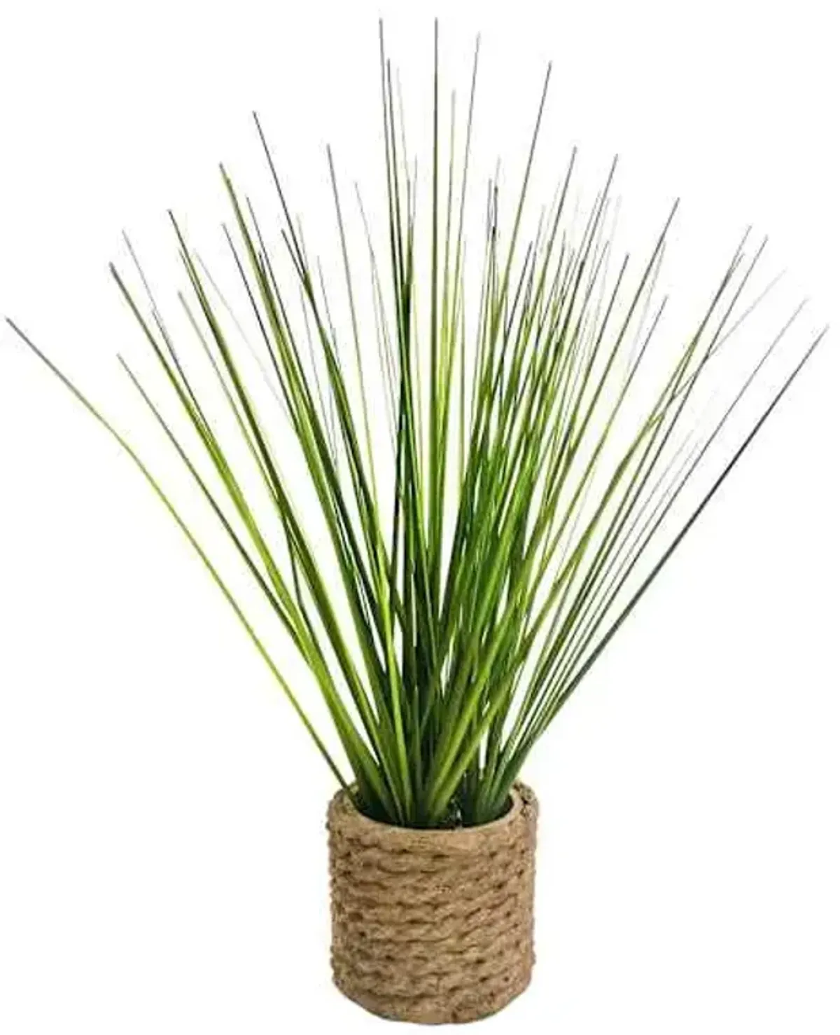 Honeybloom Mini Grass Plant with Planter, 11"