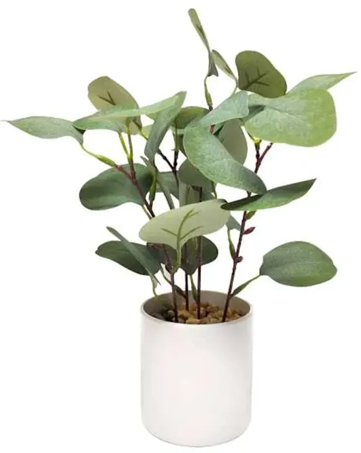 Eucalyptus Plant with White Planter, 10"