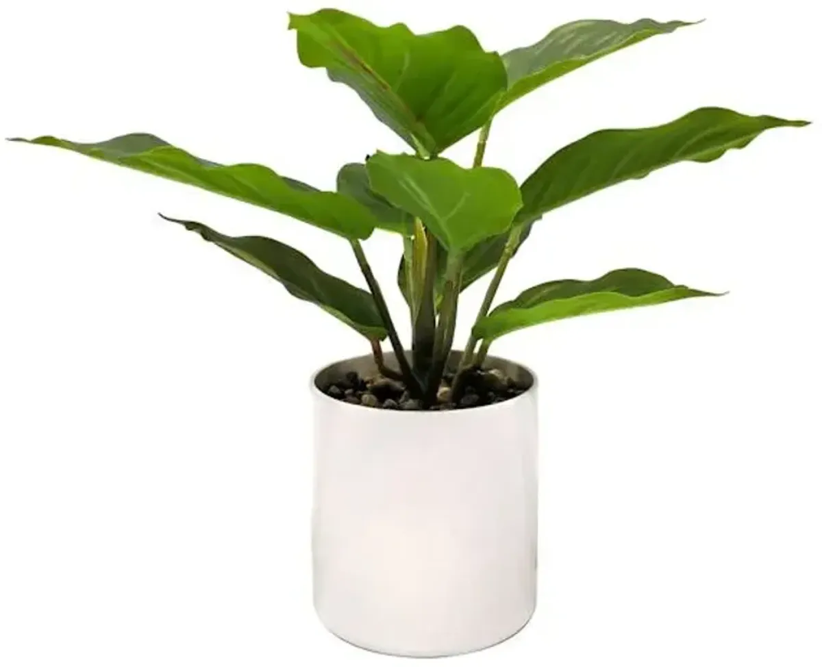 Ivy Plant with White Planter, 9.5"