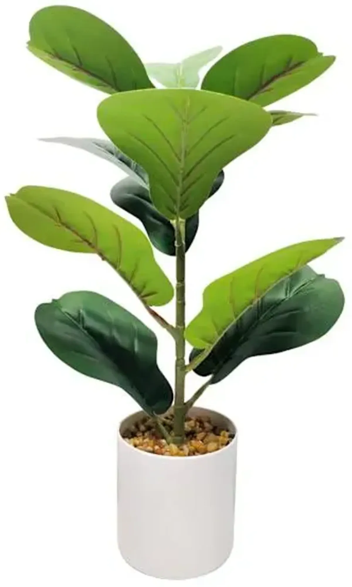 Fiddle Leaf Fig Plant in White Planter, 20"