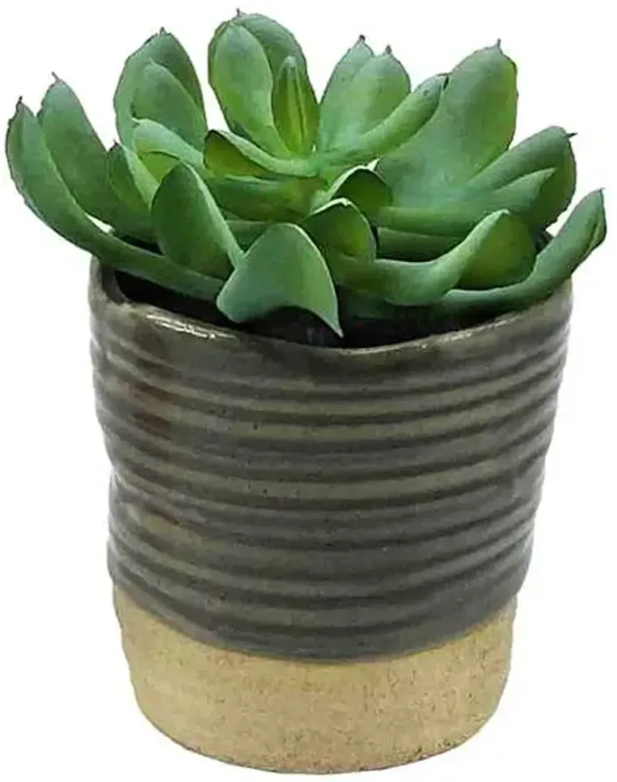 Succulent with Grey Planter, 4"