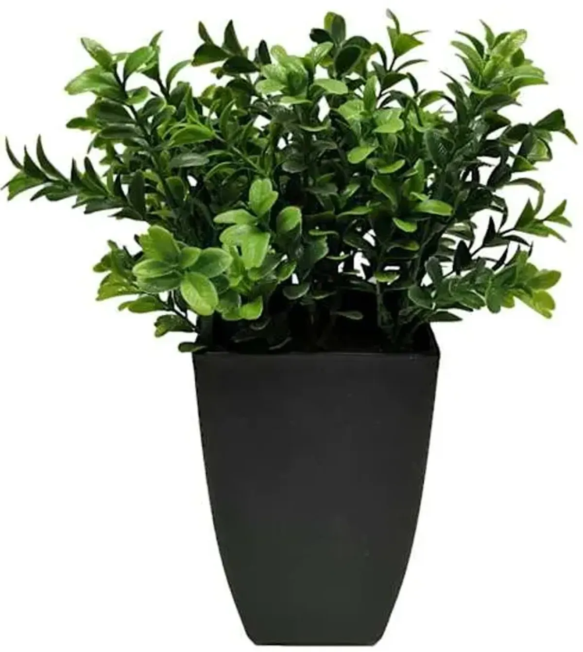 Boxwood Plant with Square Black Planter, 12"