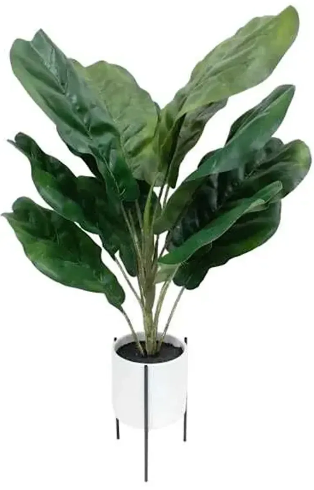 Fiddle Leaf Fig in White Pot with Stand, 24"