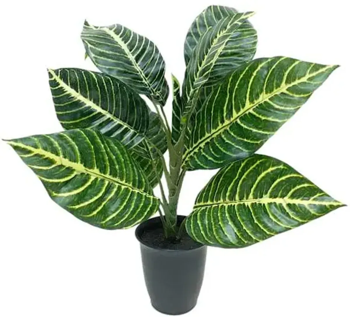 Zebra Plant in Black Pot, 14"