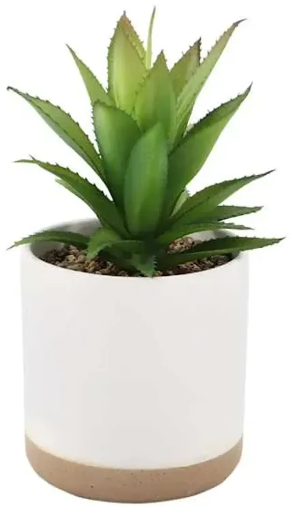 Succulent with Ceramic Planter, 7.5"