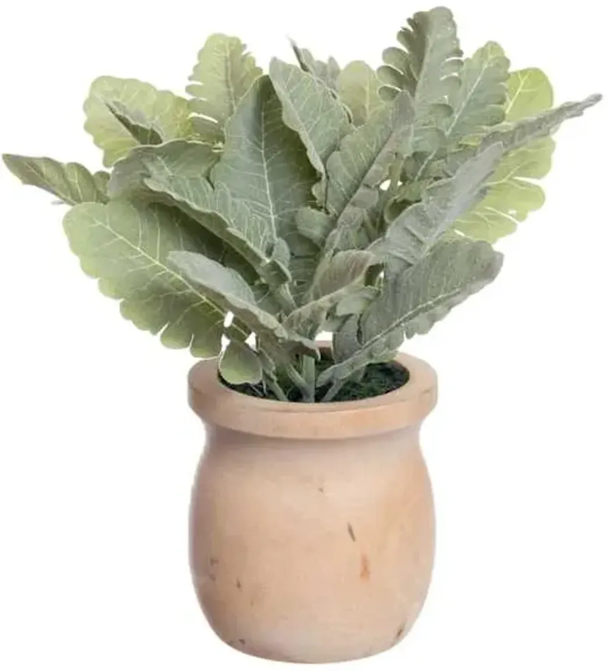Dusty Miller in Wooden Pot, 9"