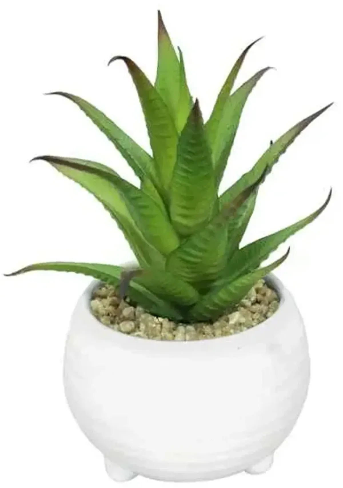 Tracey Boyd Succulent in White Pot, 6"