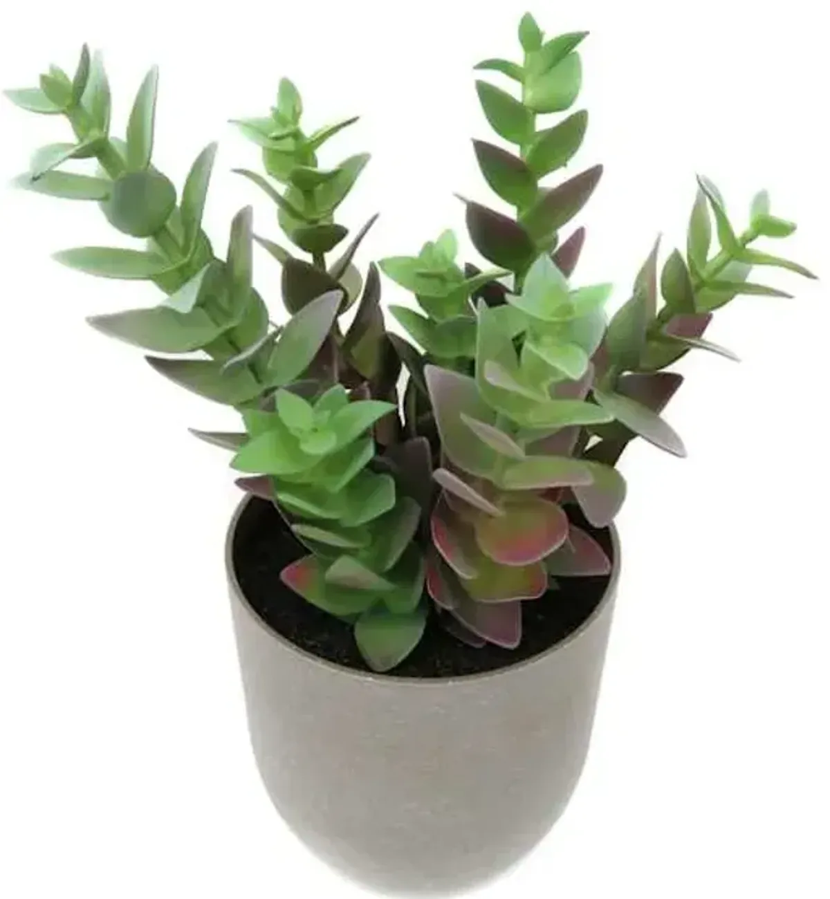 Jade Plant in Grey Plastic Pot, 10"